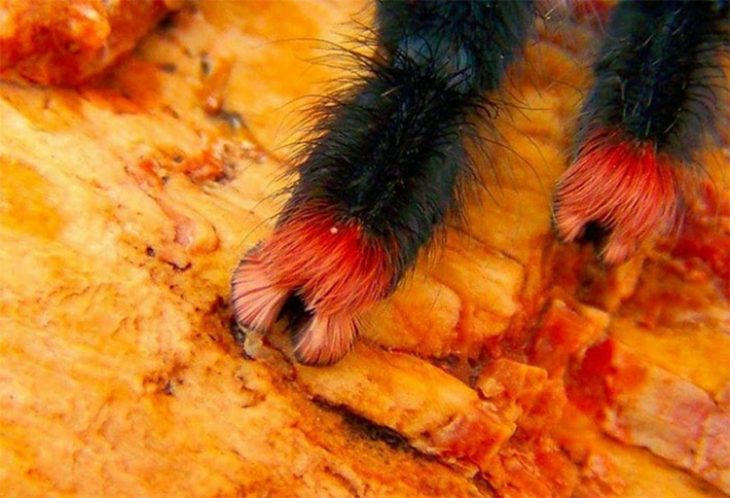 Patitas de araña Recreoviral.com