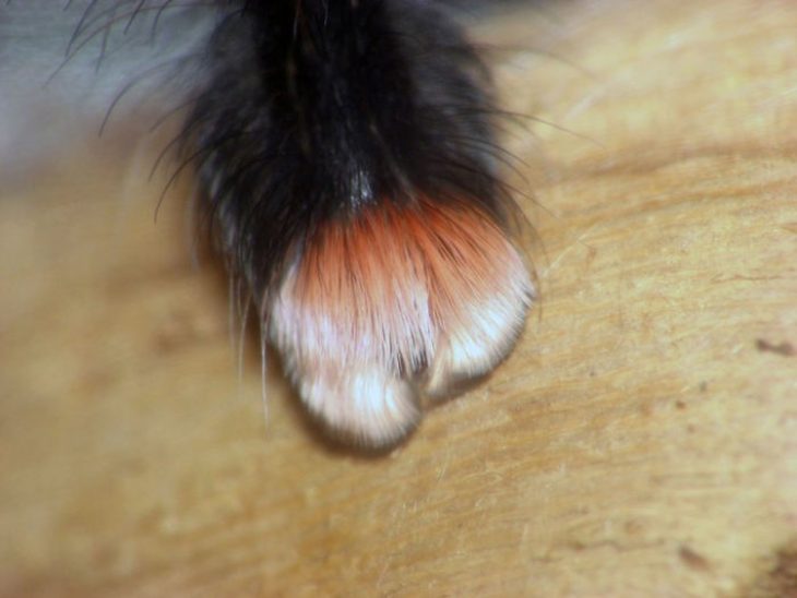 Patitas de araña Recreoviral.com