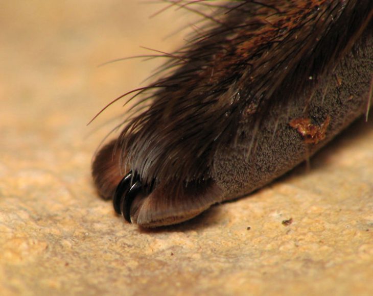 Patitas de araña Recreoviral.com