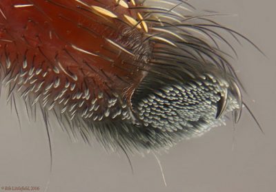 Resulta que las arañas tienen patitas tiernas y adorables