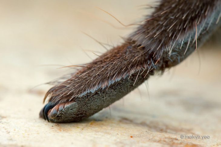 Patitas de araña Recreoviral.com