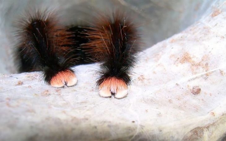 Patitas de araña Recreoviral.com