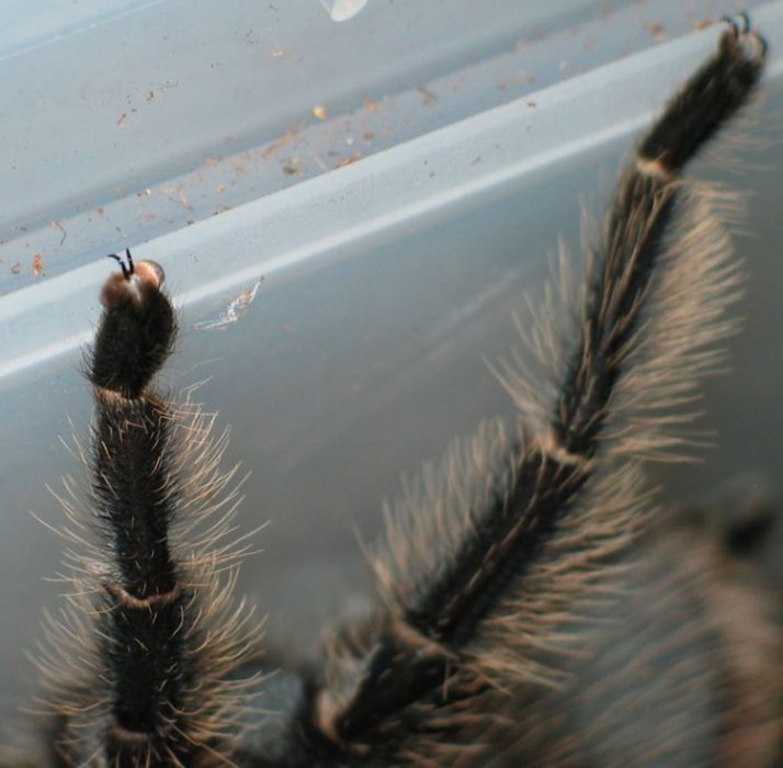 Patitas de araña Recreoviral.com