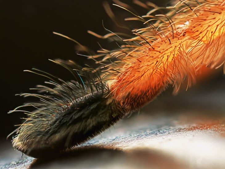 Patitas de araña Recreoviral.com