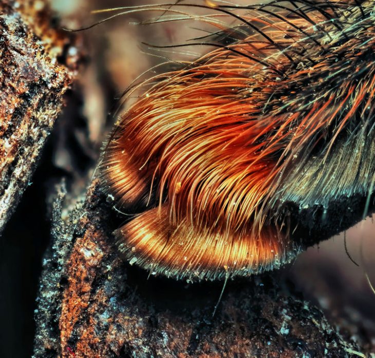 Patitas de araña Recreoviral.com