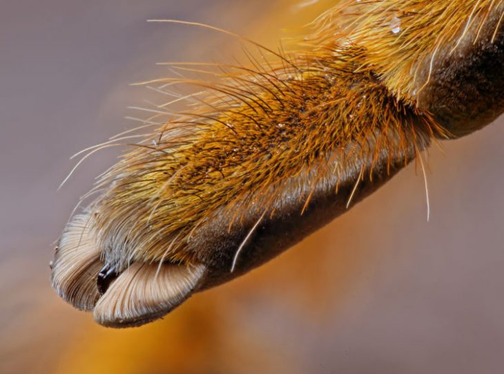 Patitas de araña Recreoviral.com