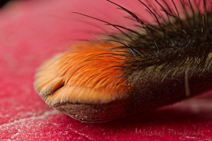 Patitas de araña Recreoviral.com