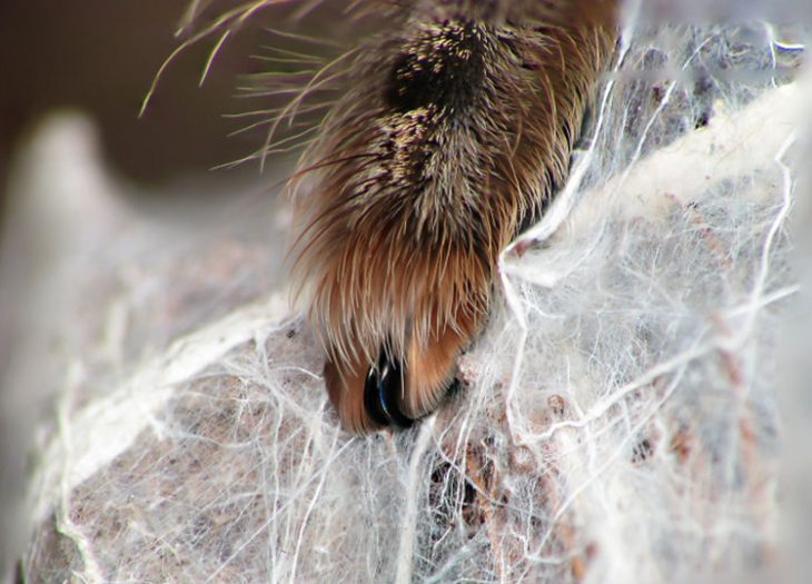 Patitas de araña Recreoviral.com