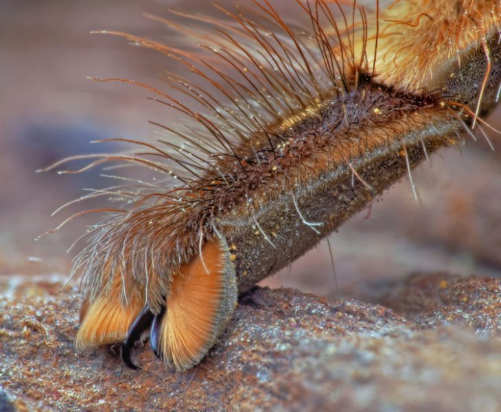 Patitas de araña Recreoviral.com