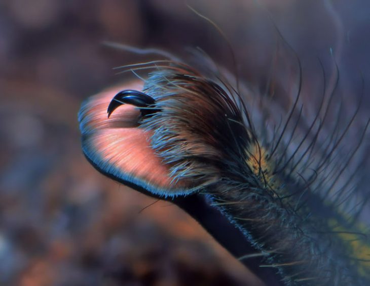 Patitas de araña Recreoviral.com