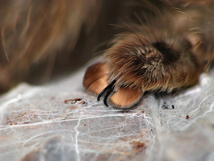 Patitas de araña Recreoviral.com