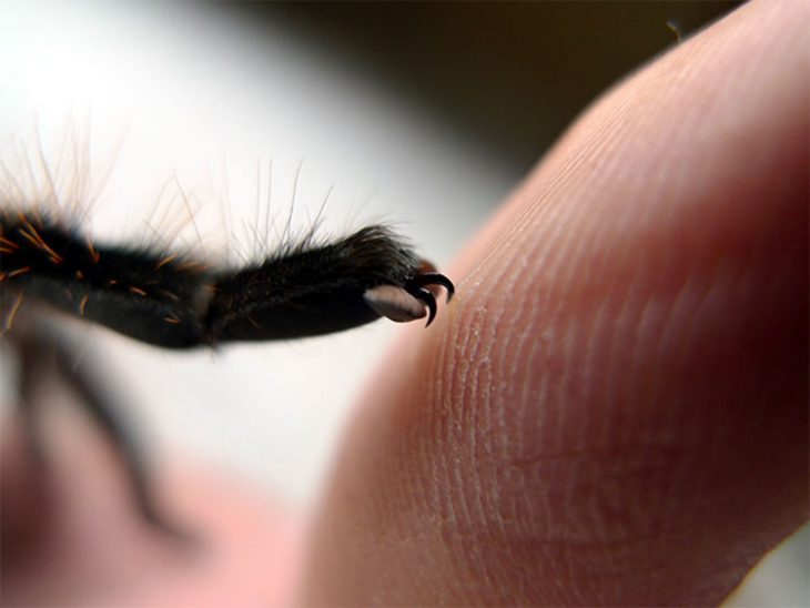 Patitas de araña Recreoviral.com