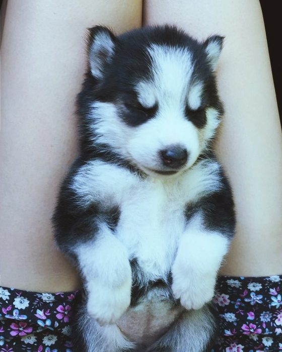 perrita hermosa husky dormido entre piernas