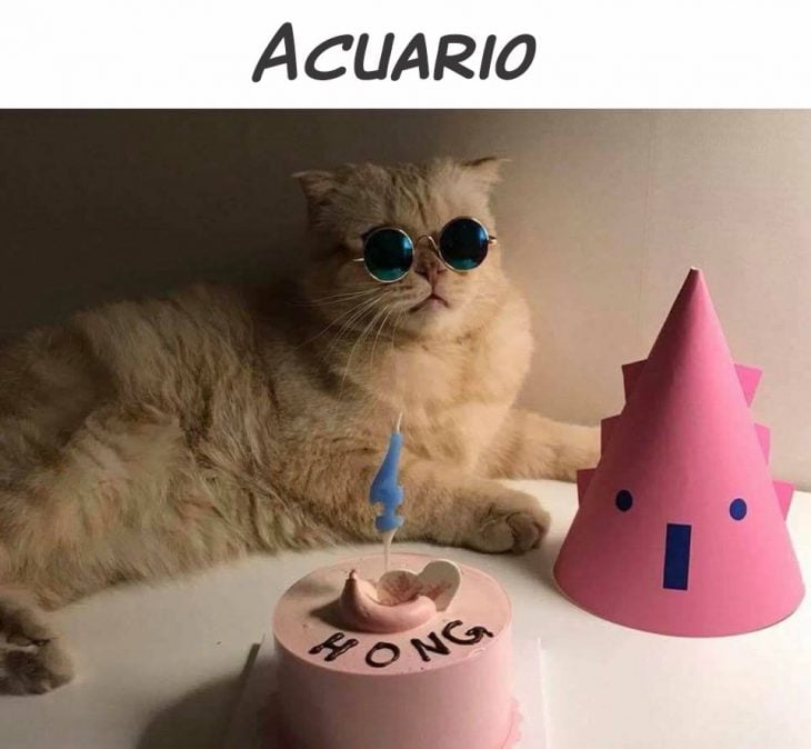 acuario gato