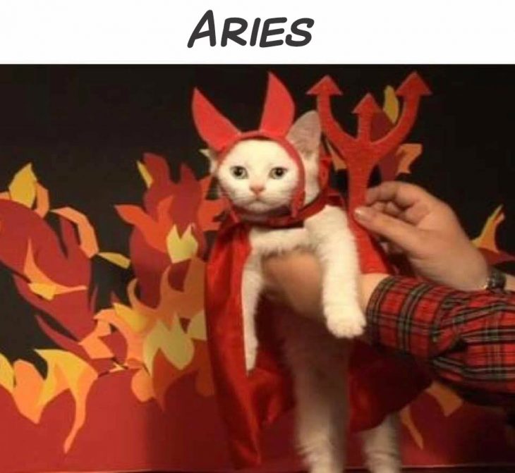 aries gato