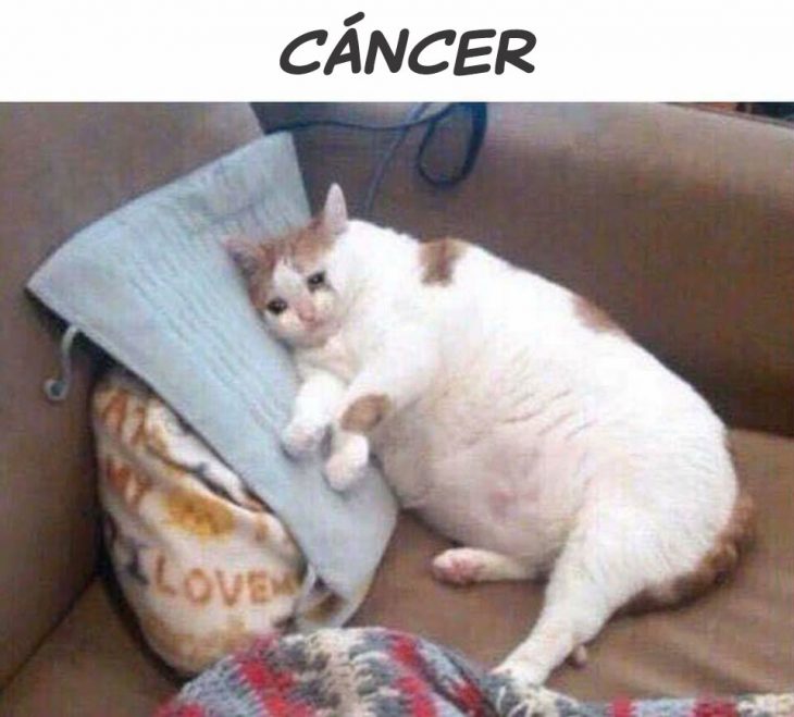 cáncer gato