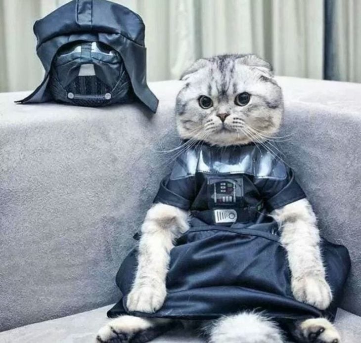 Gato vader