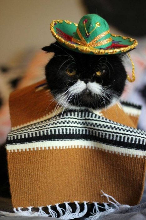 Gato a la mexicana