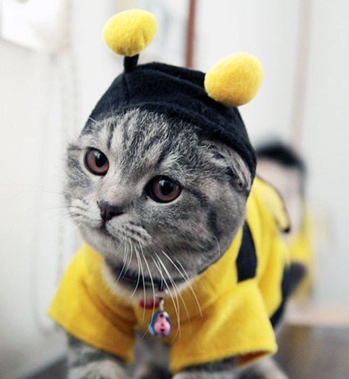 Gato abeja