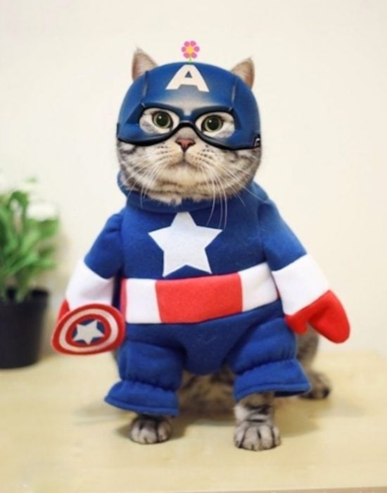 Catpitan america