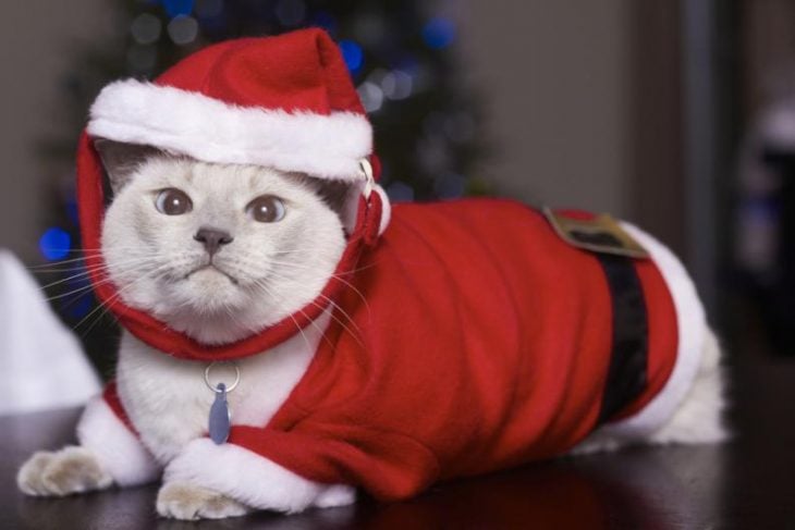 Santa cat