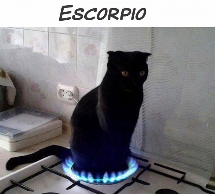 ESCORPIÓN GATO