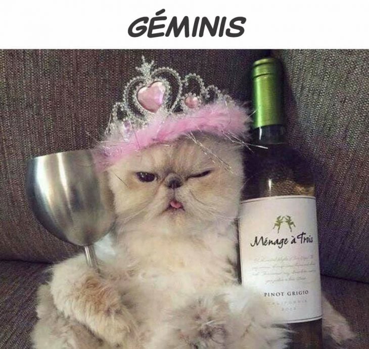 géminis gato