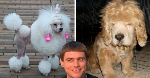 Cover 10 Perros que necesitarán ayuda psicológica por sus cortes de pelo