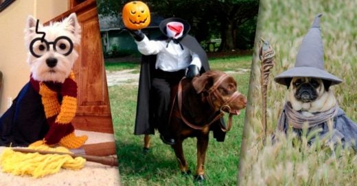 Cover HALLOWEEN ideas para disfrazar a tu perro en Halloween