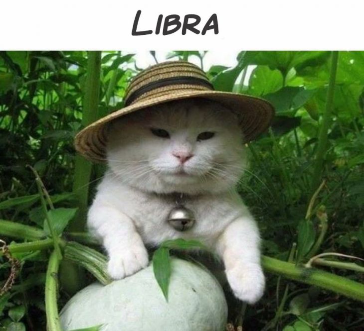 libra gato horóscopo 