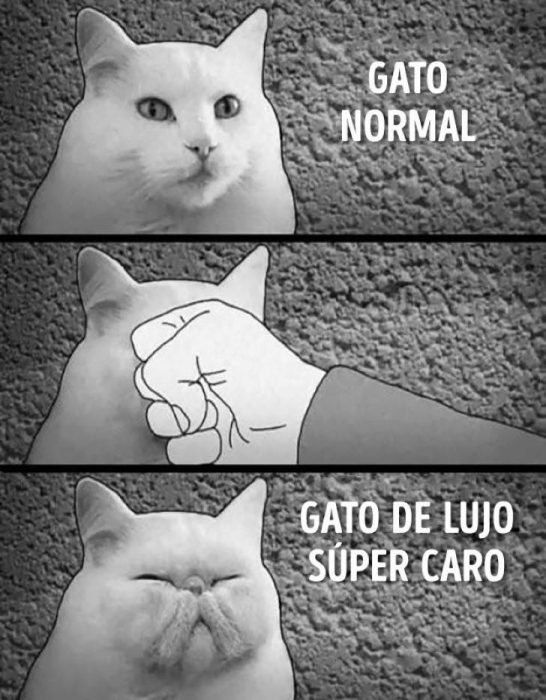 gato caro