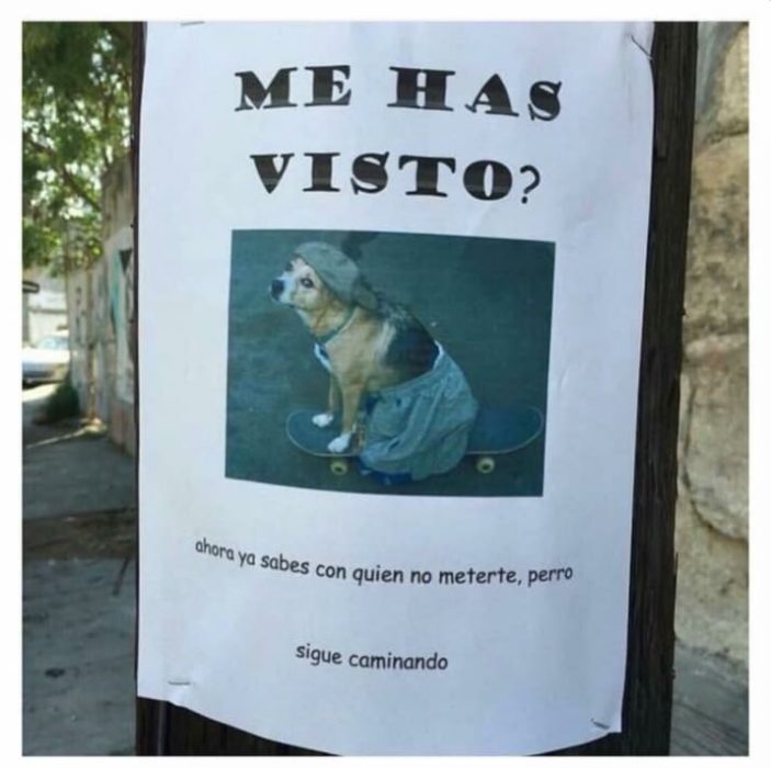 perro perdido