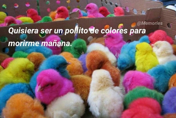 pollito de colores