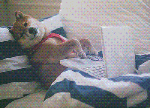 perro escribiendo en una computadora