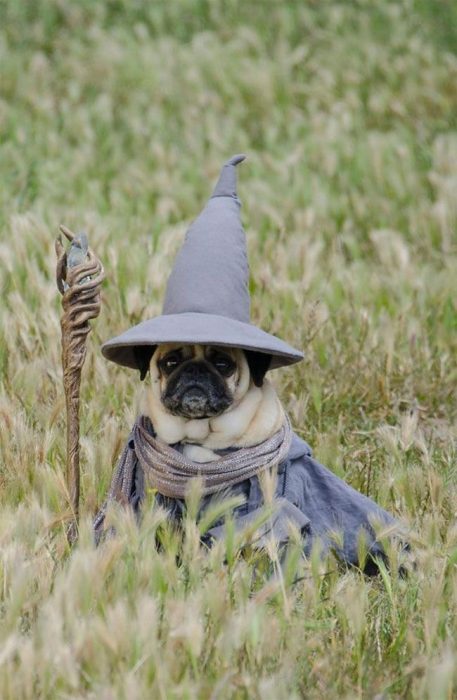 pug disfrazado de gandalf