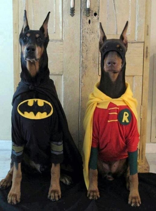 pareja de perros disfrazados halloween