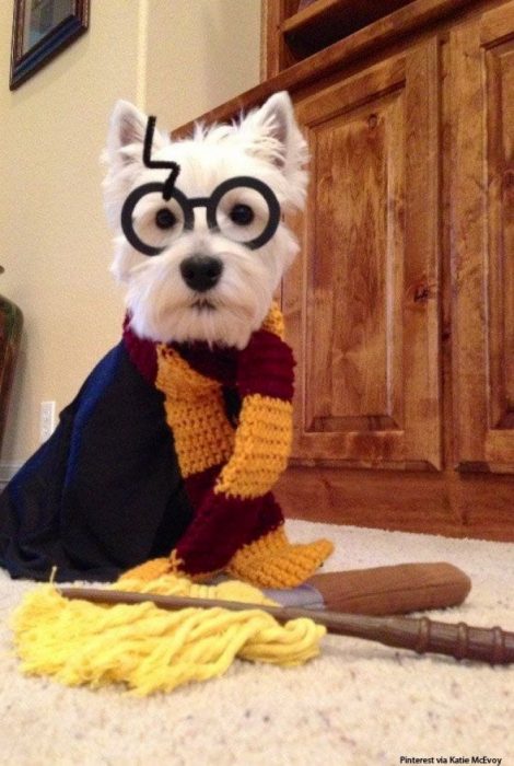 perro potter