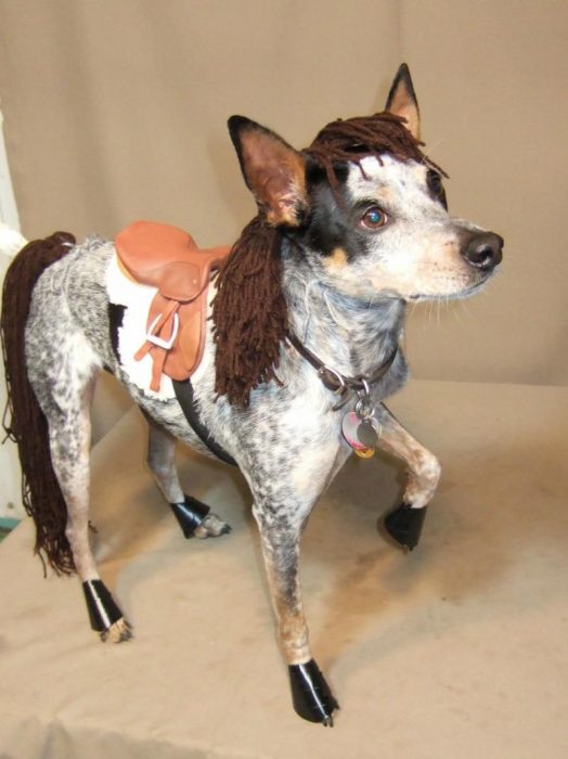 perro disfraz caballo