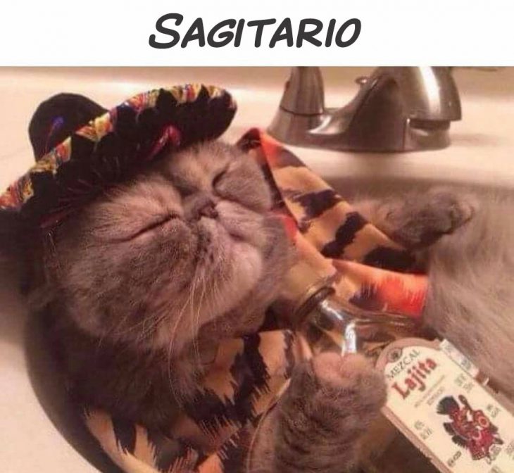 sagitario gato