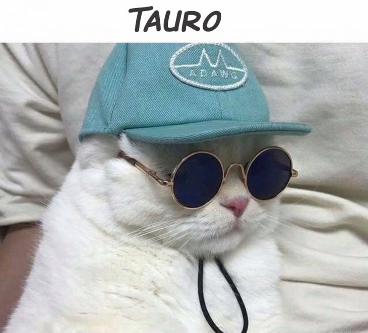 tauro gato