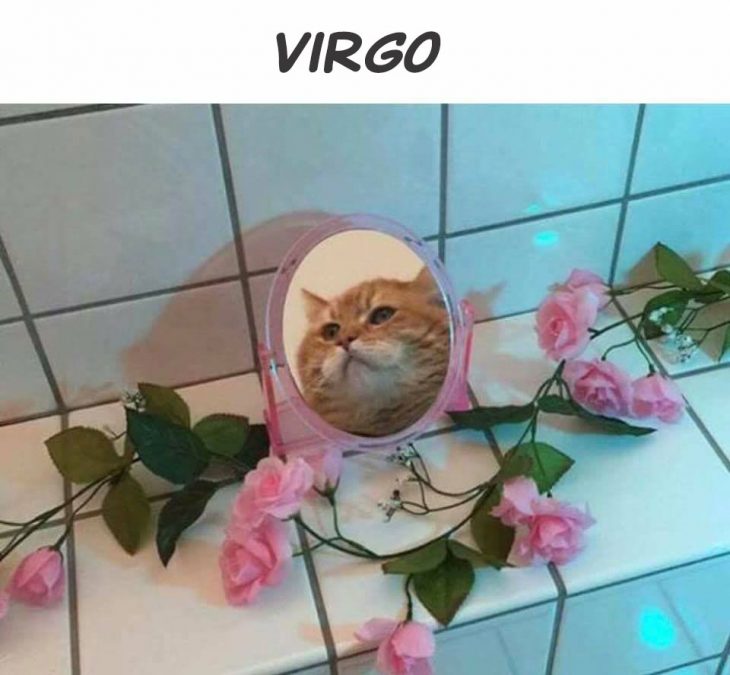 gato virgo
