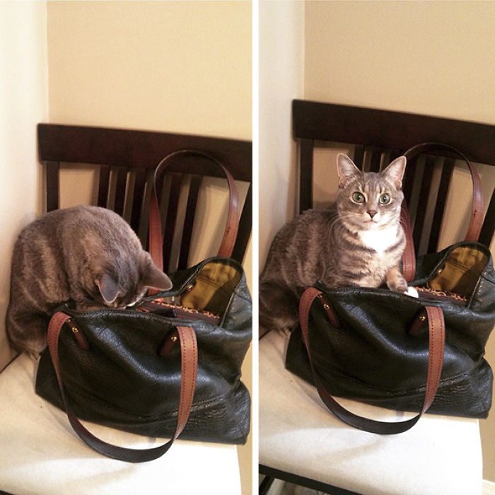 Gato revisa bolsa