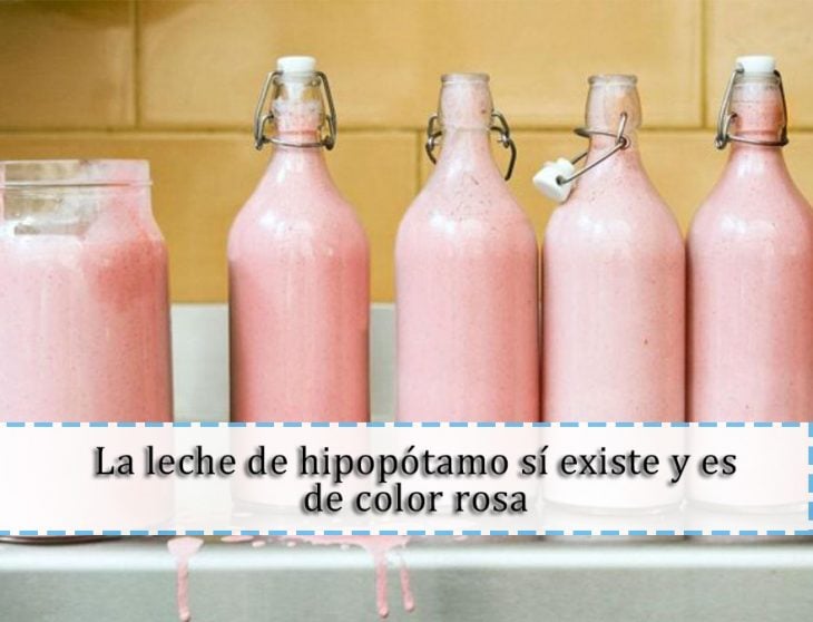 leche de hipopótamo 