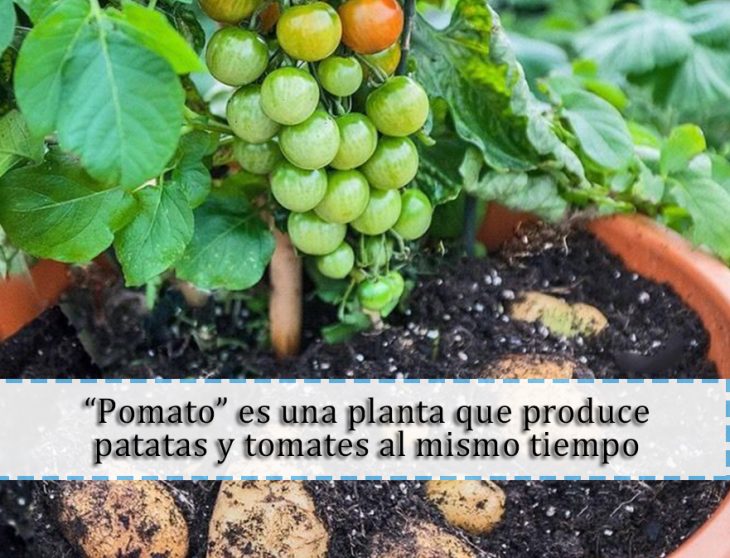 papas y tomates 