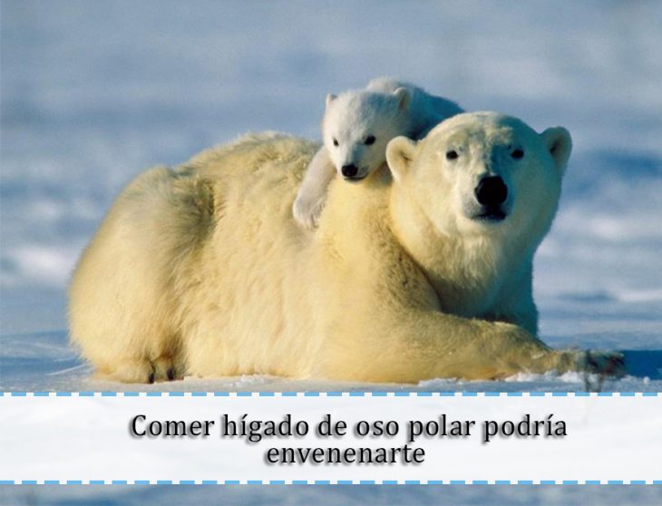 hígado de oso polar