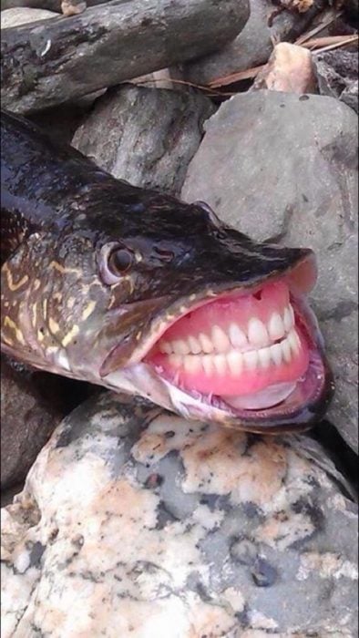 pez dientes