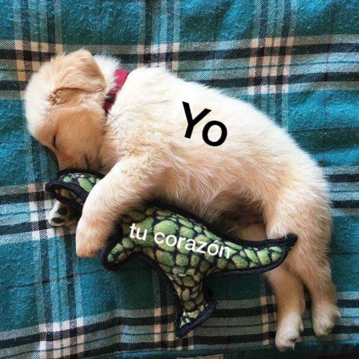 perrito meme