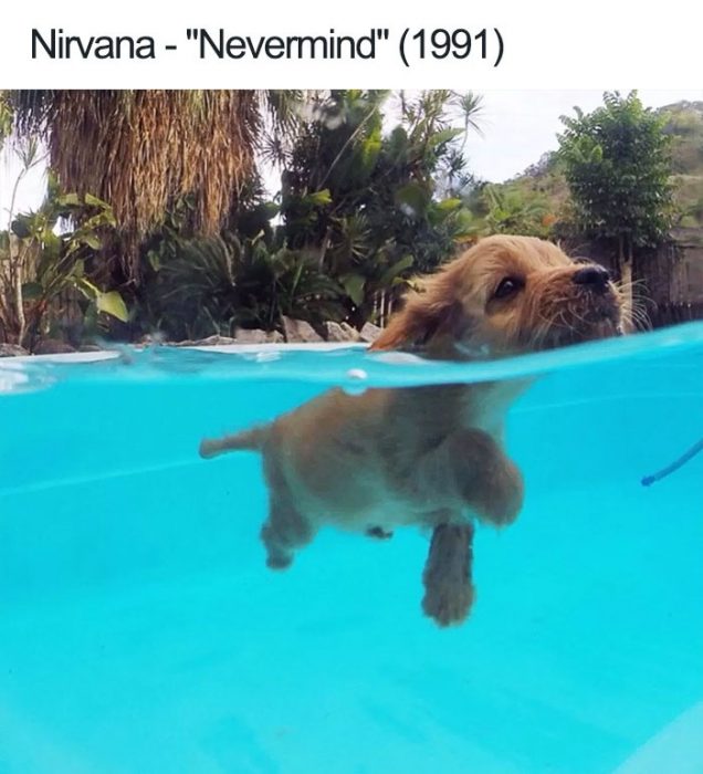 nirvana perrito 