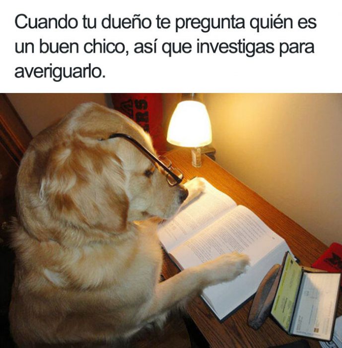 perrito estudioso