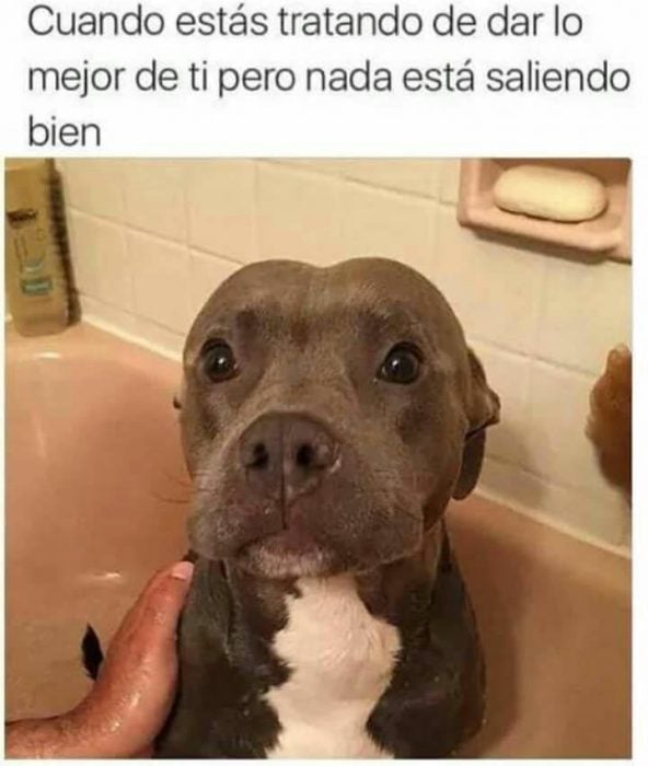 perrito asustado los mejores memes de perritos